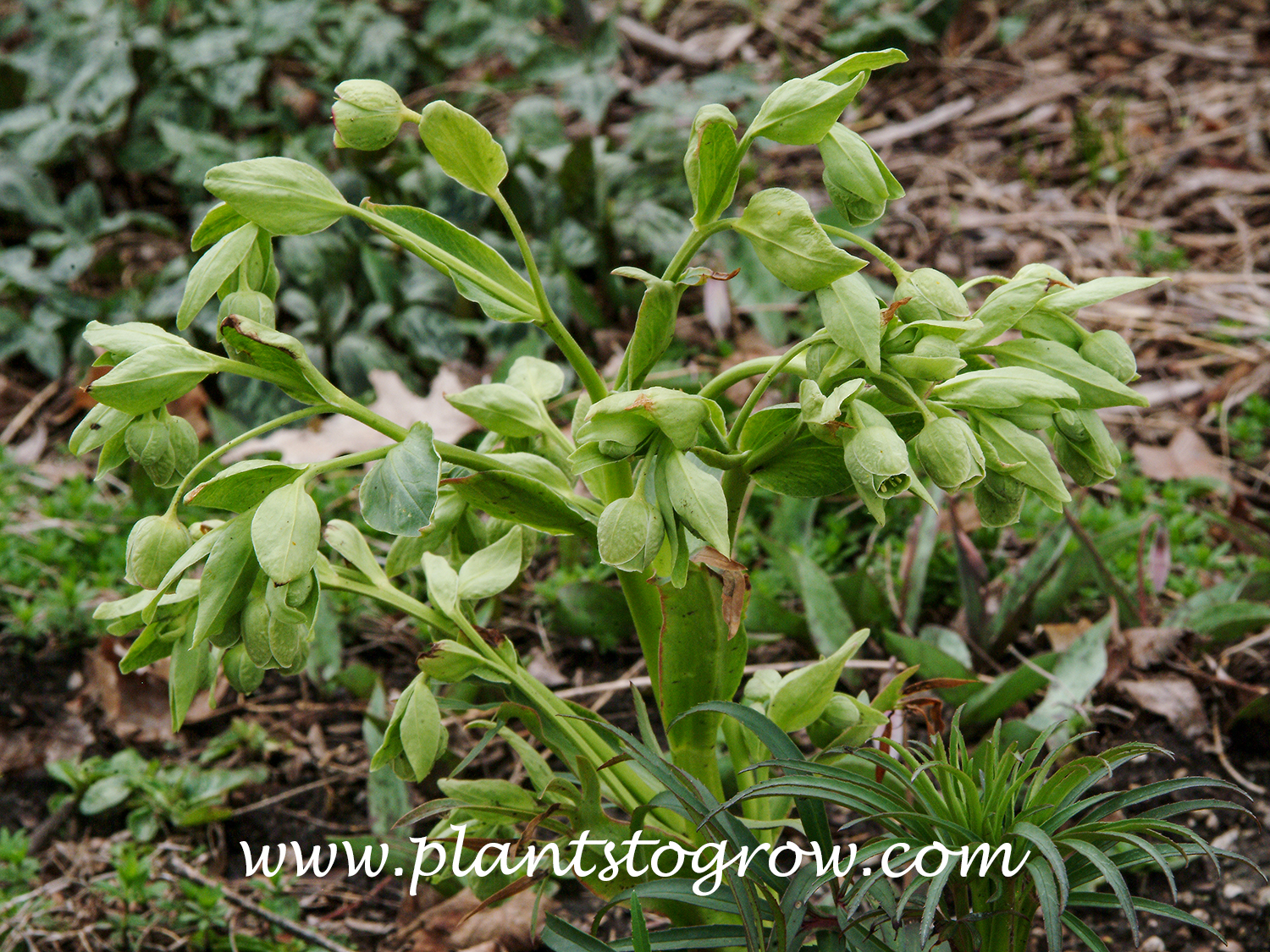 Stinking Hellebore (Helleborus foetidus)